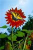 Swallowtail Butterfly on Red Sunflower